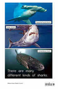 Different Kinds of Sharks绘本故事第3页