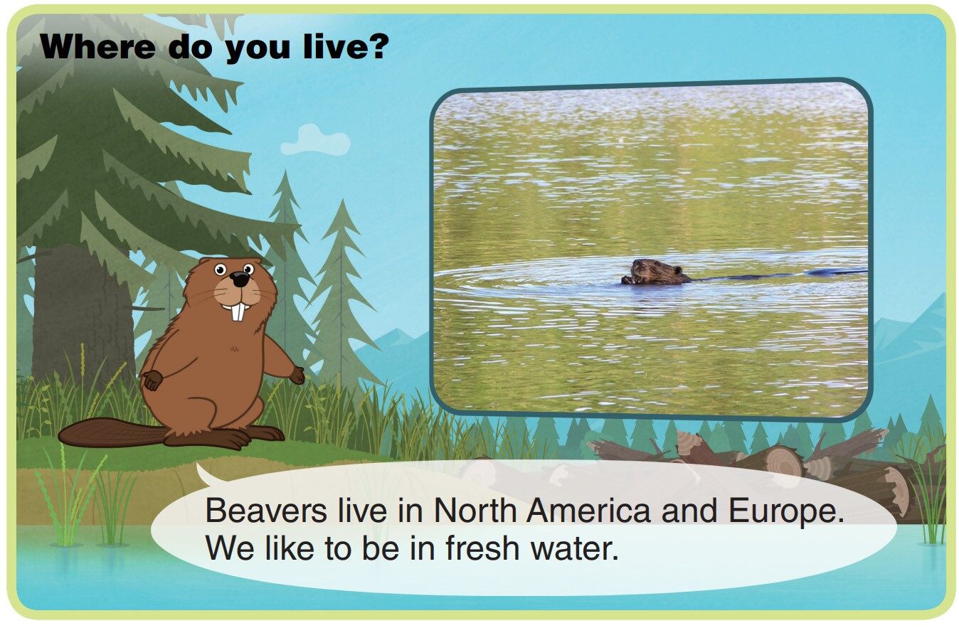 Beaver绘本故事第4页