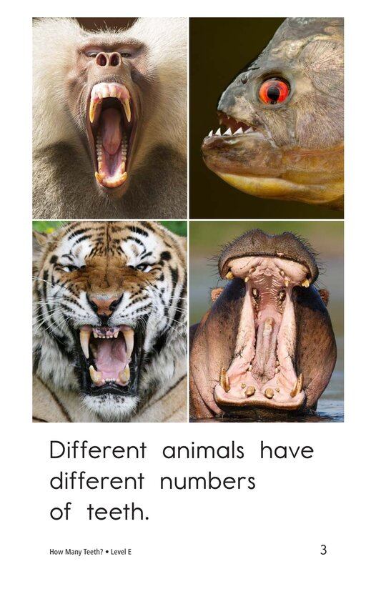 How Many Teeth绘本故事第3页