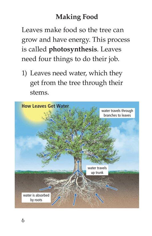 Why Do Leaves Change Color绘本故事第5页