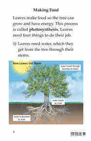 Why Do Leaves Change Color绘本故事第5页