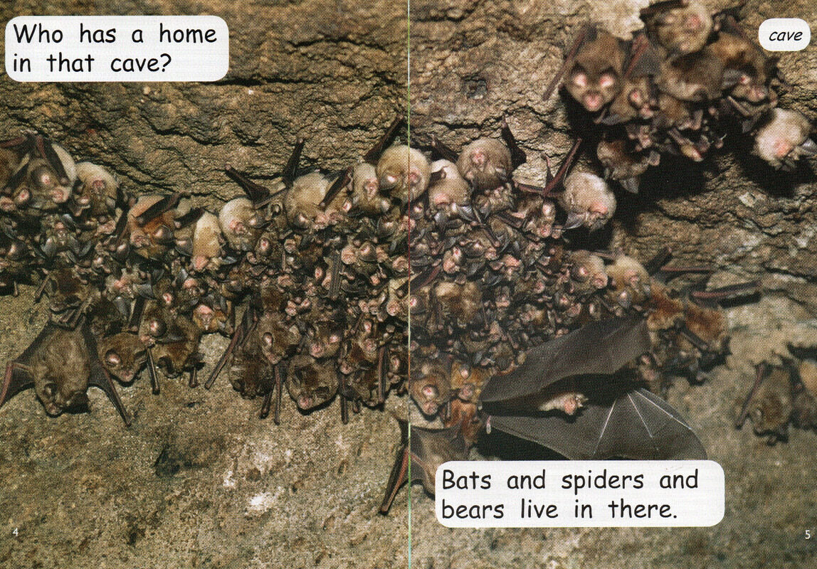 animal homes绘本故事第4页