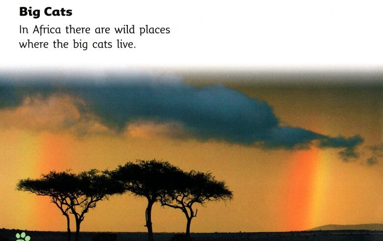 Big Cat Babies绘本故事第3页