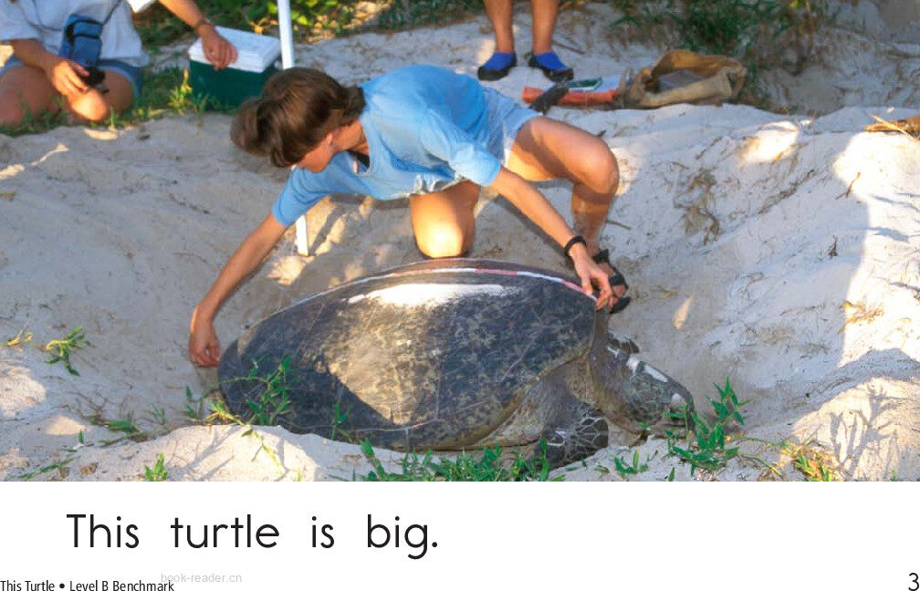 This Turtle	绘本故事第3页