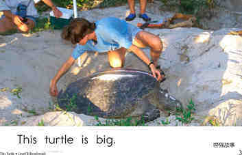 This Turtle	绘本故事第3页