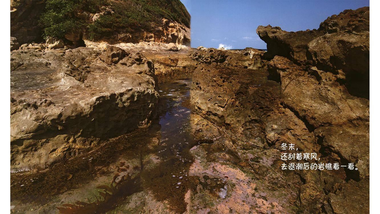 诞生了！寄居蟹绘本故事第3页