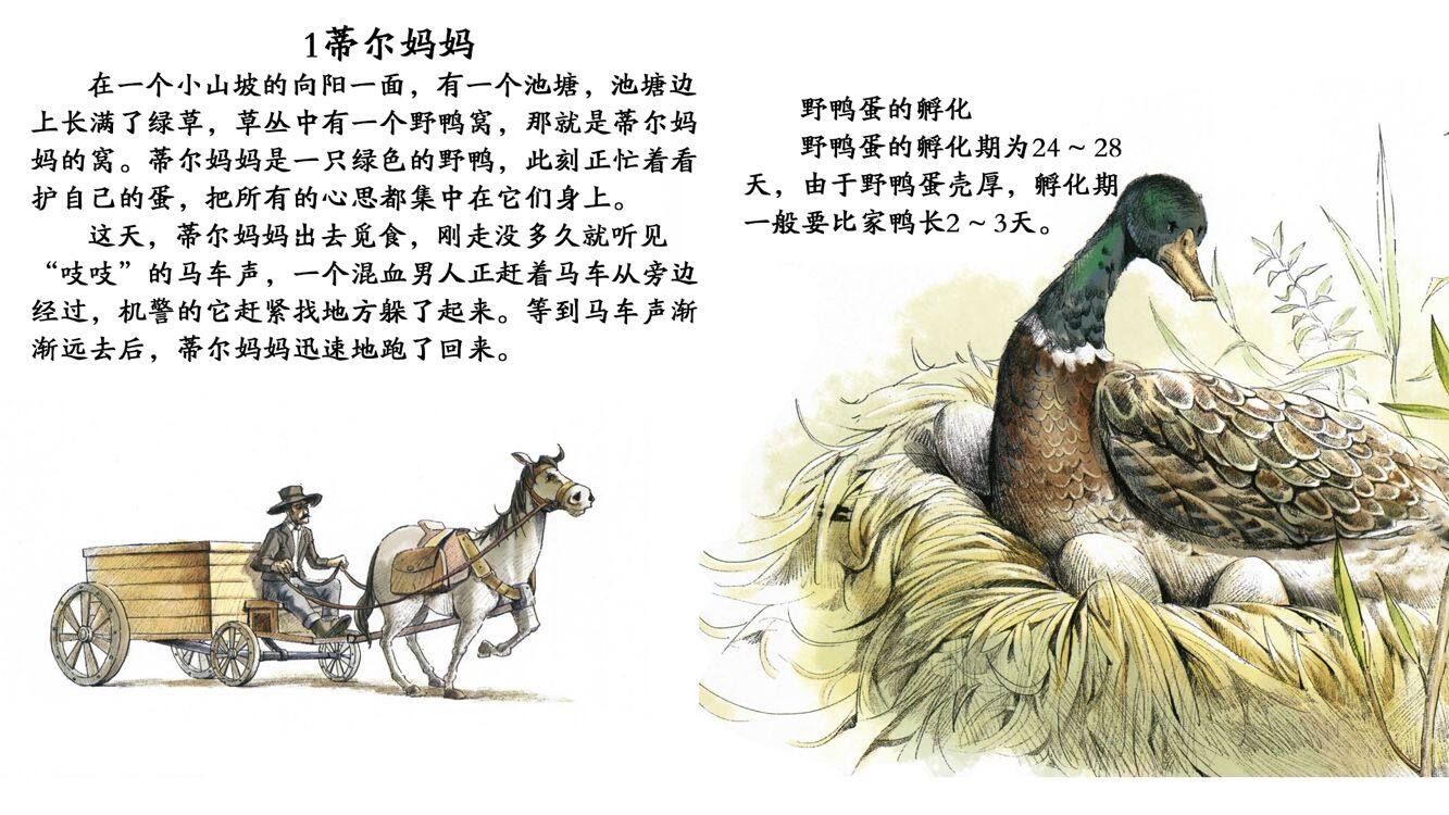 勇敢的野鸭妈妈绘本故事第4页