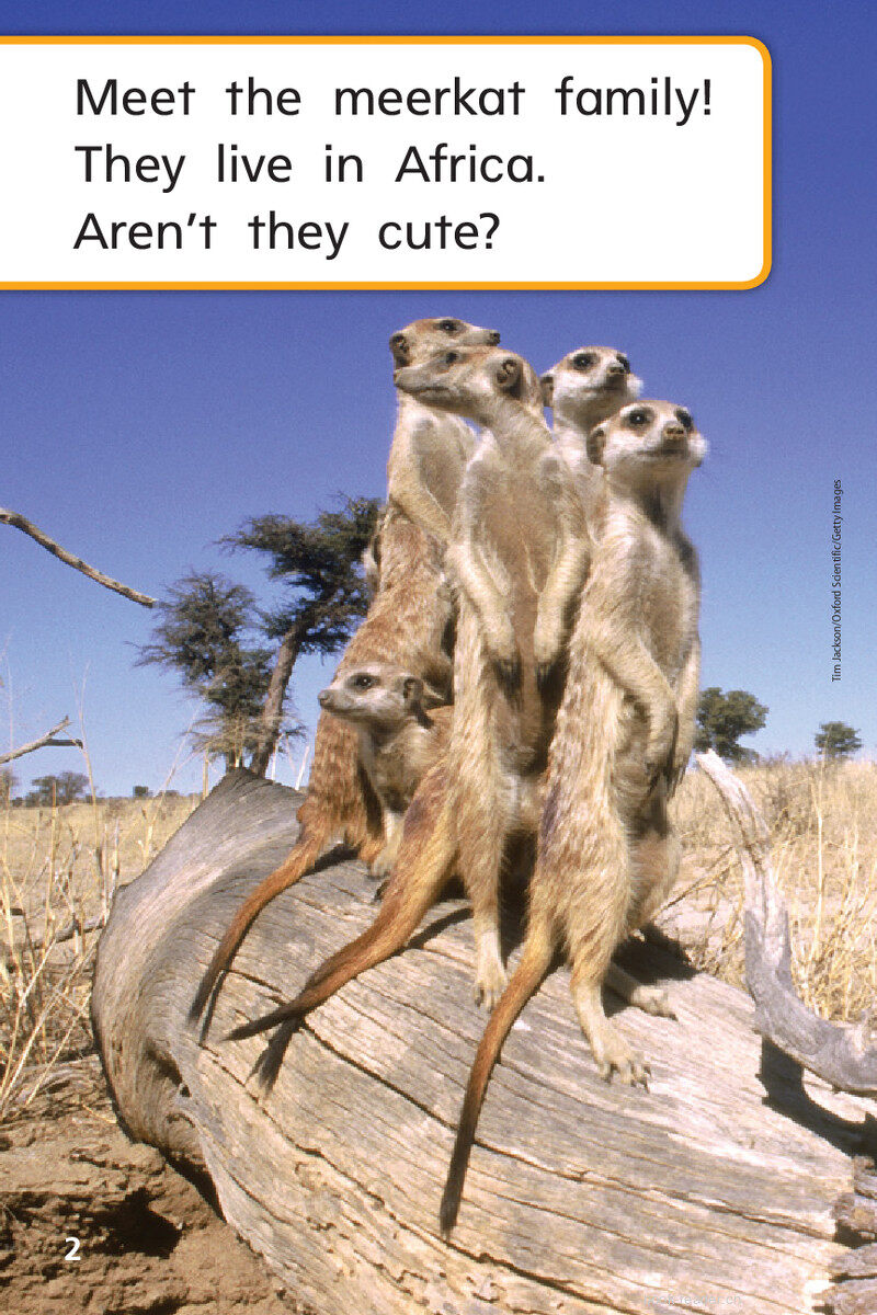 G1 On U2W3 Meerkat Family绘本故事第4页