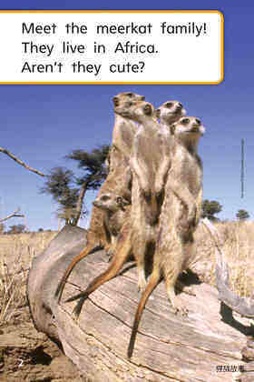 G1 On U2W3 Meerkat Family绘本故事第4页