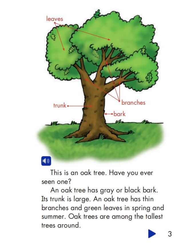 Oak Trees绘本故事第3页