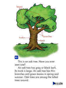 Oak Trees绘本故事第3页