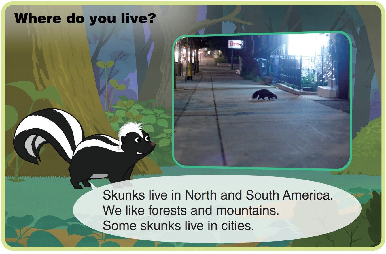 Skunk绘本故事第4页