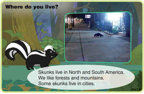 Skunk绘本故事第4页