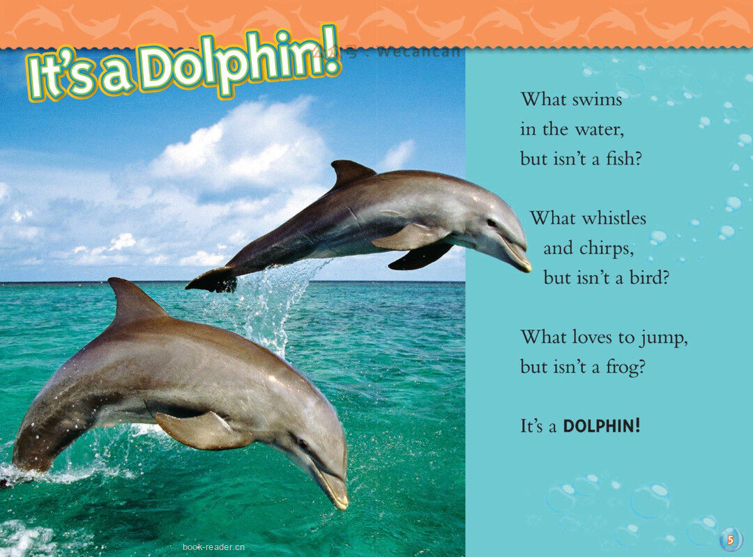 Dolphins绘本故事第3页