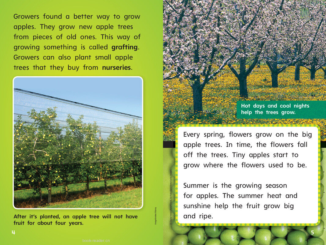 G1 Bey U3W5 Apples from Farm to Table绘本故事第5页