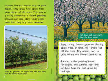 G1 Bey U3W5 Apples from Farm to Table绘本故事第5页