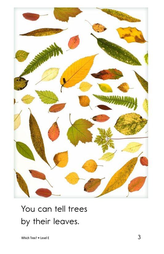 Which Tree绘本故事第3页