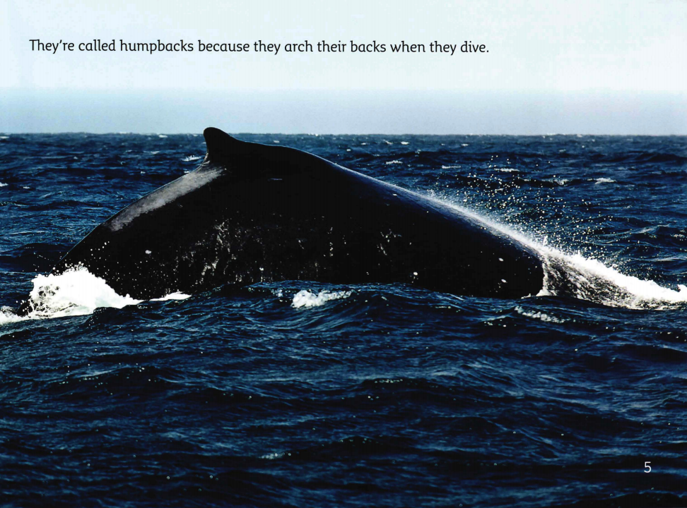 The Journey of Humpback Whales绘本故事第5页