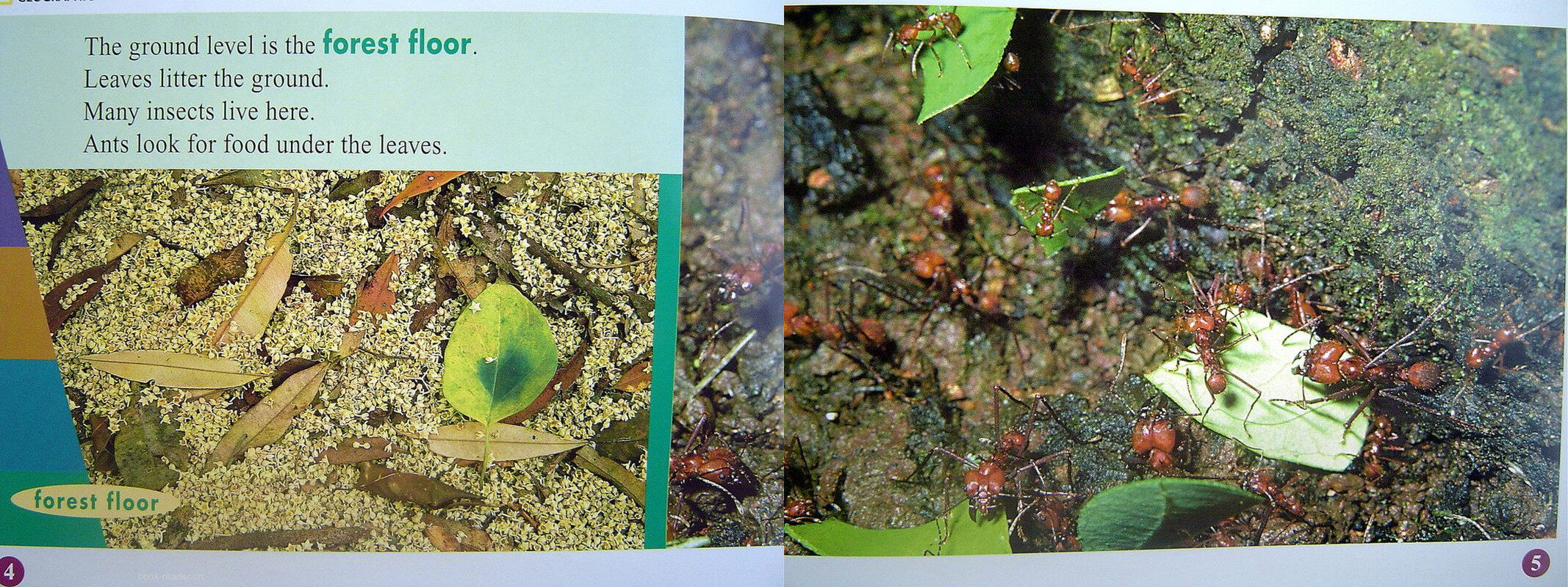 the rain forest绘本故事第4页