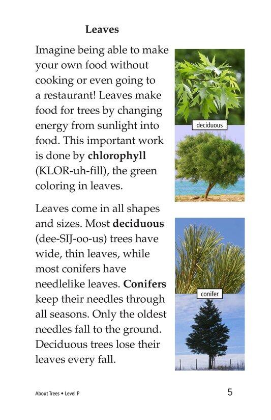 About Trees绘本故事第4页