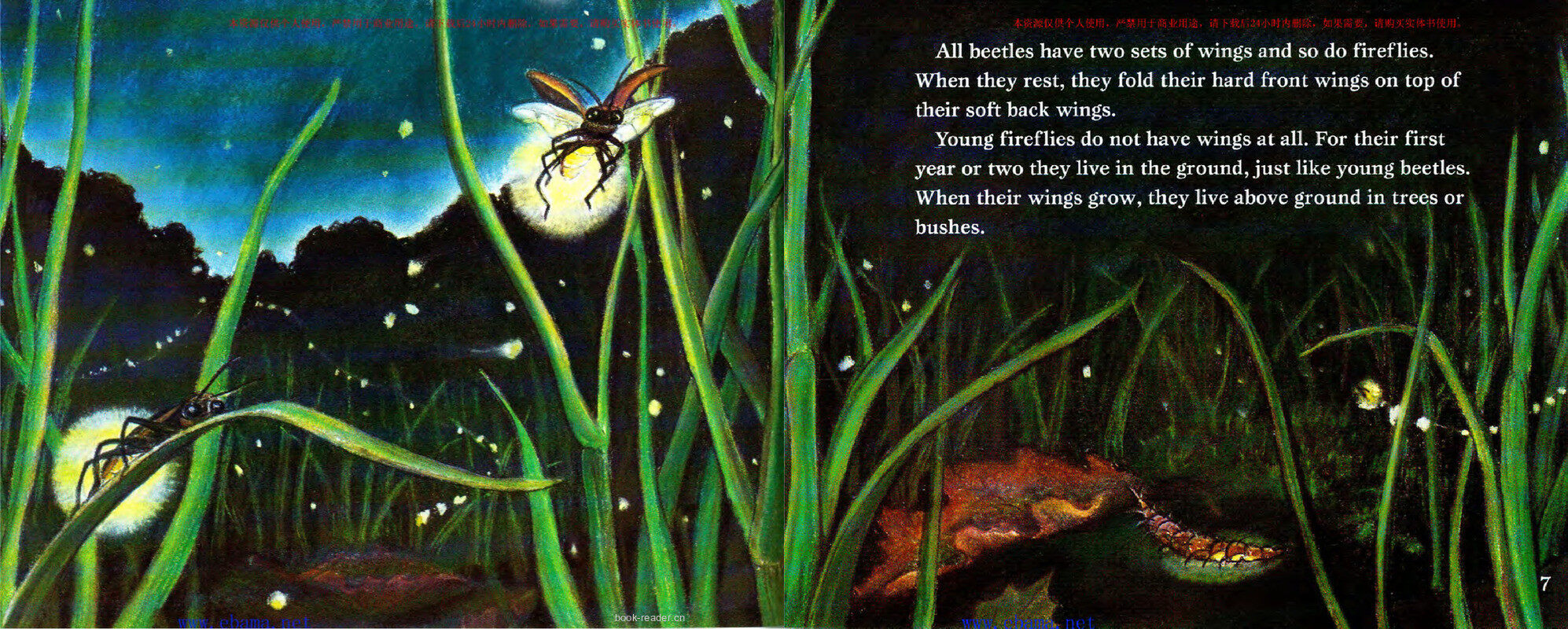 Fireflies in the Night绘本故事第4页