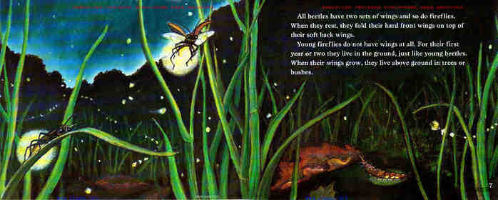 Fireflies in the Night绘本故事第4页