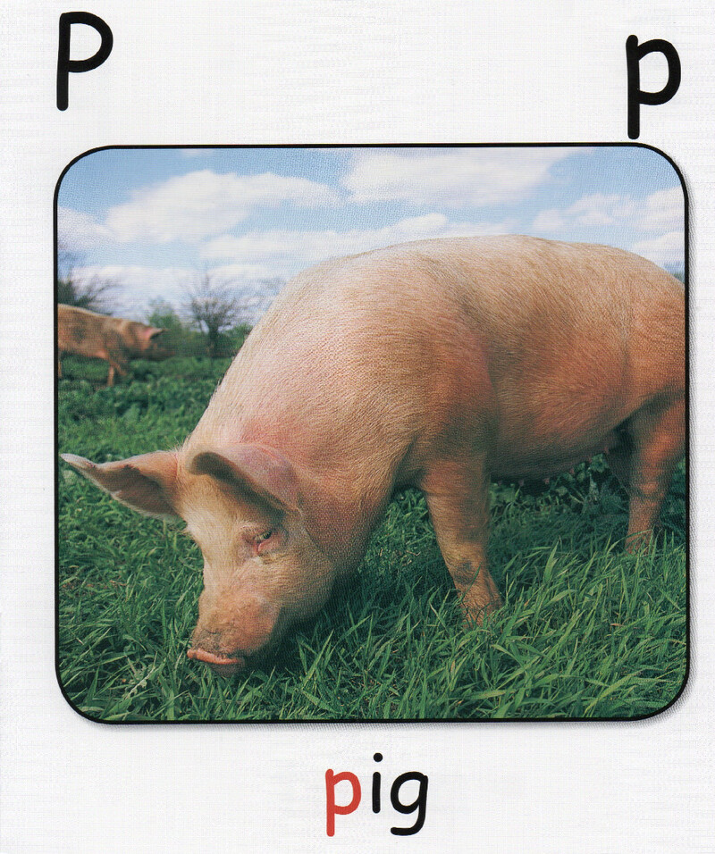 P绘本故事第3页