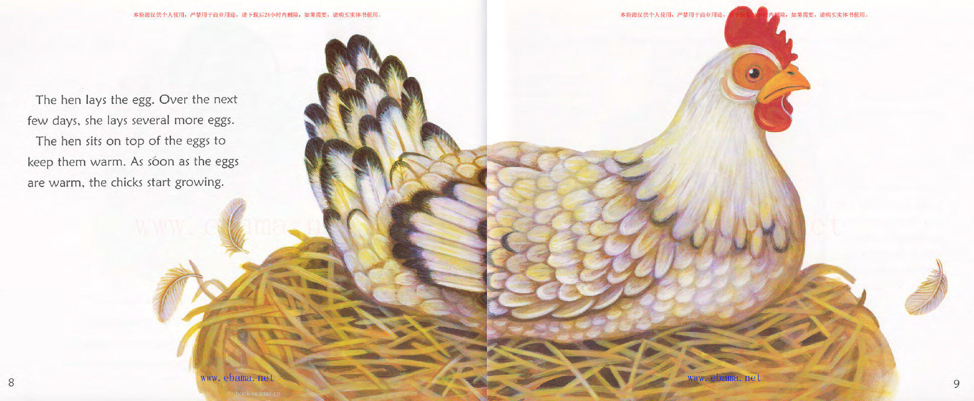 Where Do Chicks Come From绘本故事第5页