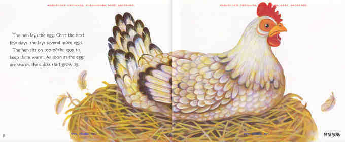 Where Do Chicks Come From绘本故事第5页