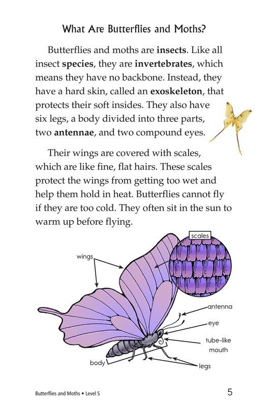 Butterflies and Moths绘本故事第4页