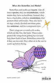 Butterflies and Moths绘本故事第4页