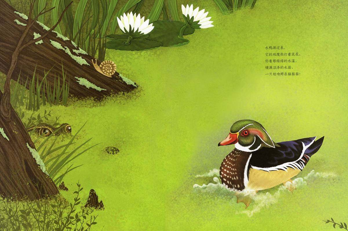 动物成长故事绘本：鳄鱼觅食记绘本故事第3页