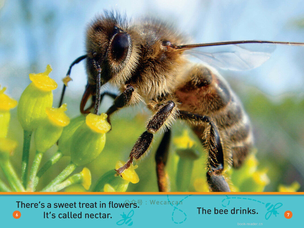 Buzz Bee绘本故事第5页