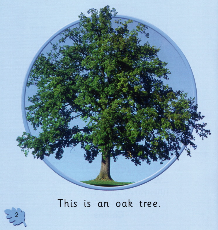 The Oak Tree绘本故事第3页