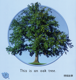 The Oak Tree绘本故事第3页