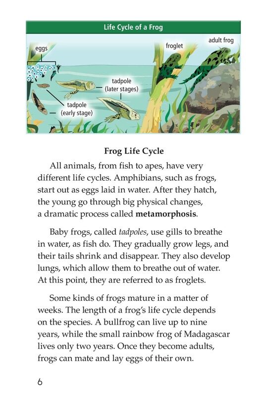 Life Cycles绘本故事第5页