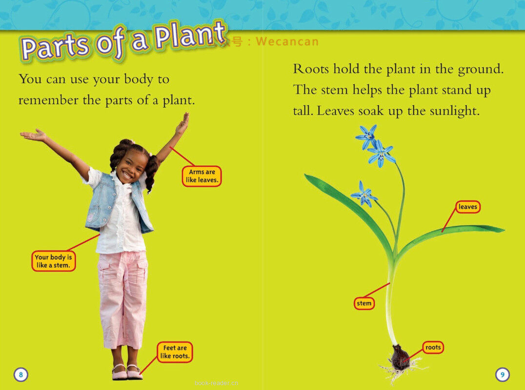 Seed to Plant绘本故事第5页