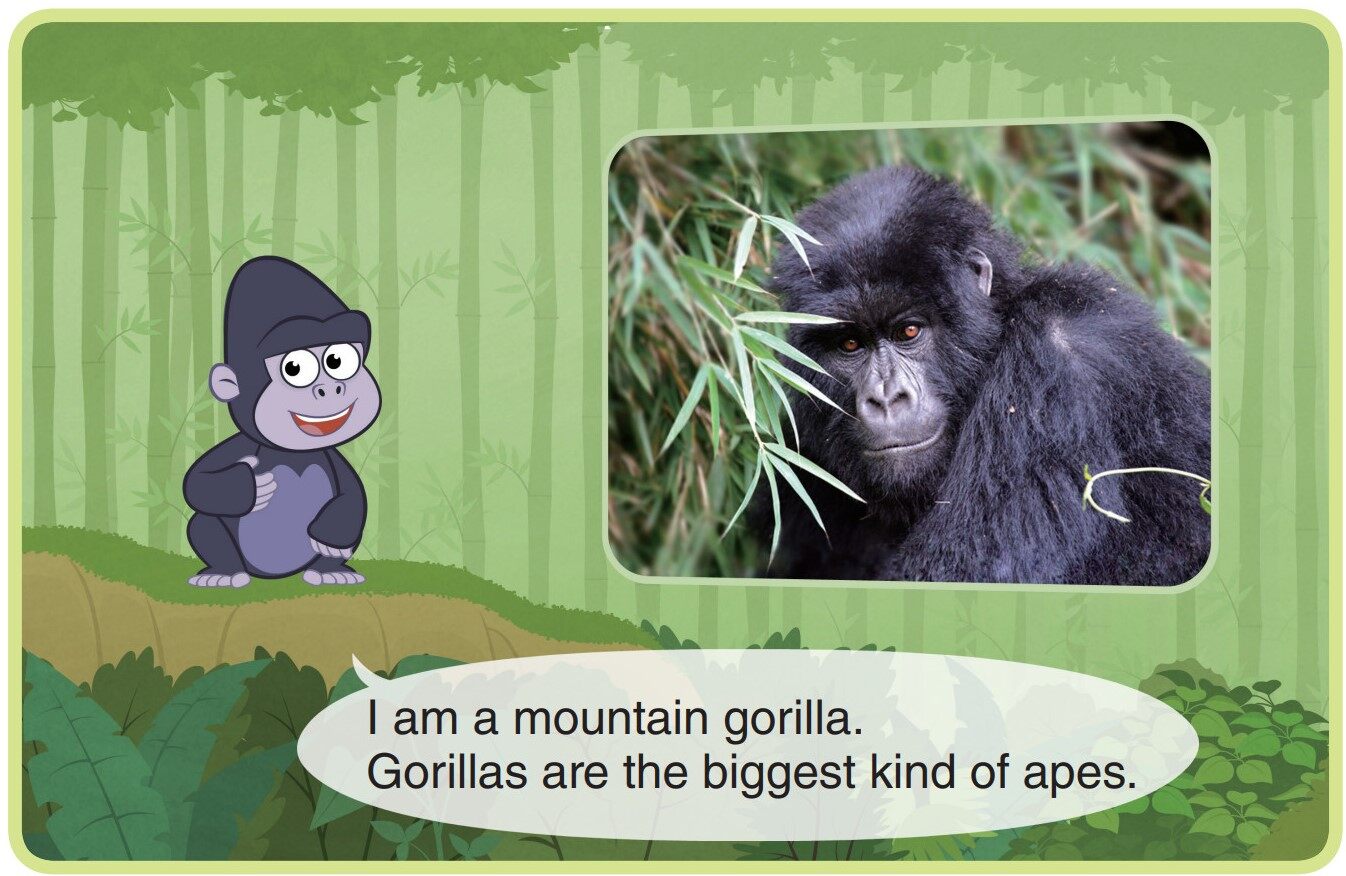Mountain Gorilla绘本故事第3页