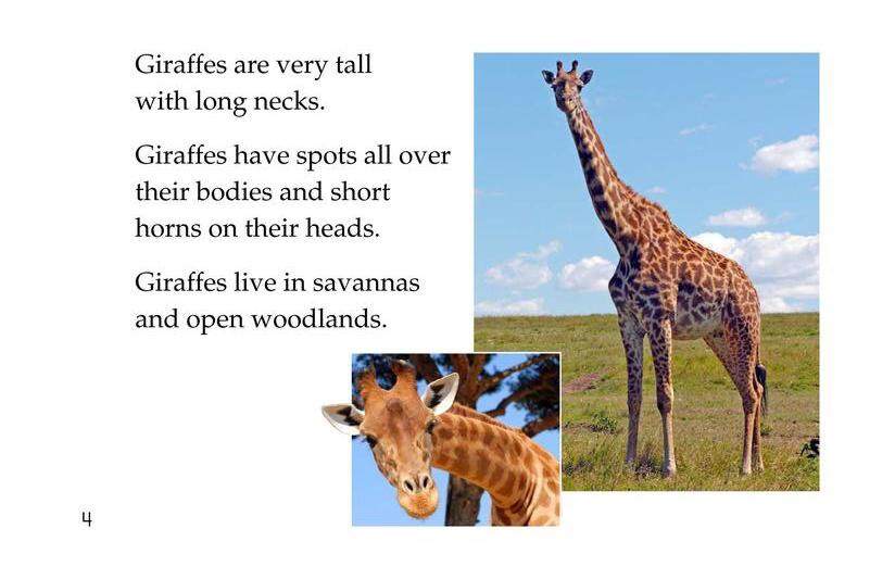 Animals,Animals绘本故事第4页