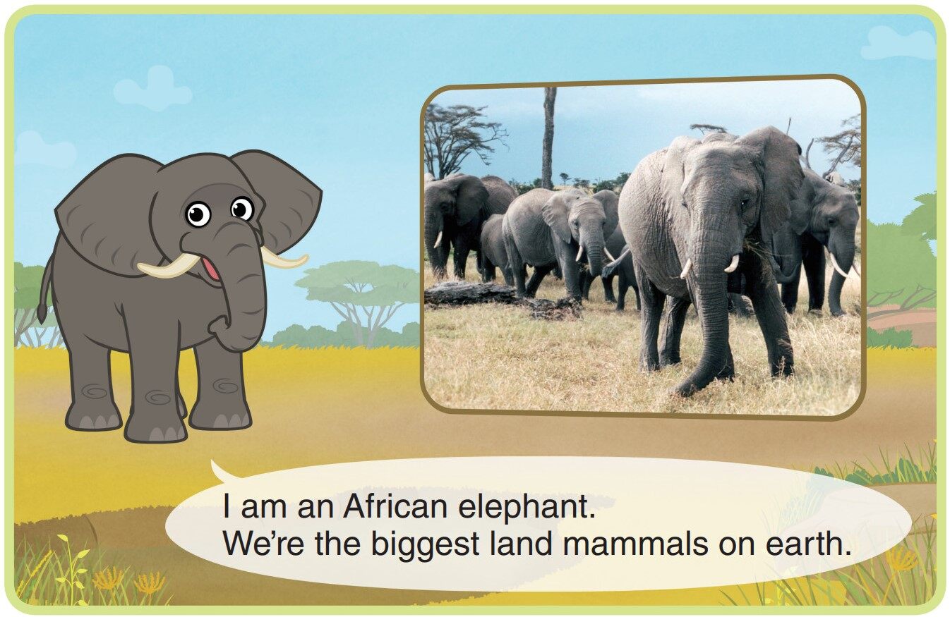 African Elephant绘本故事第3页