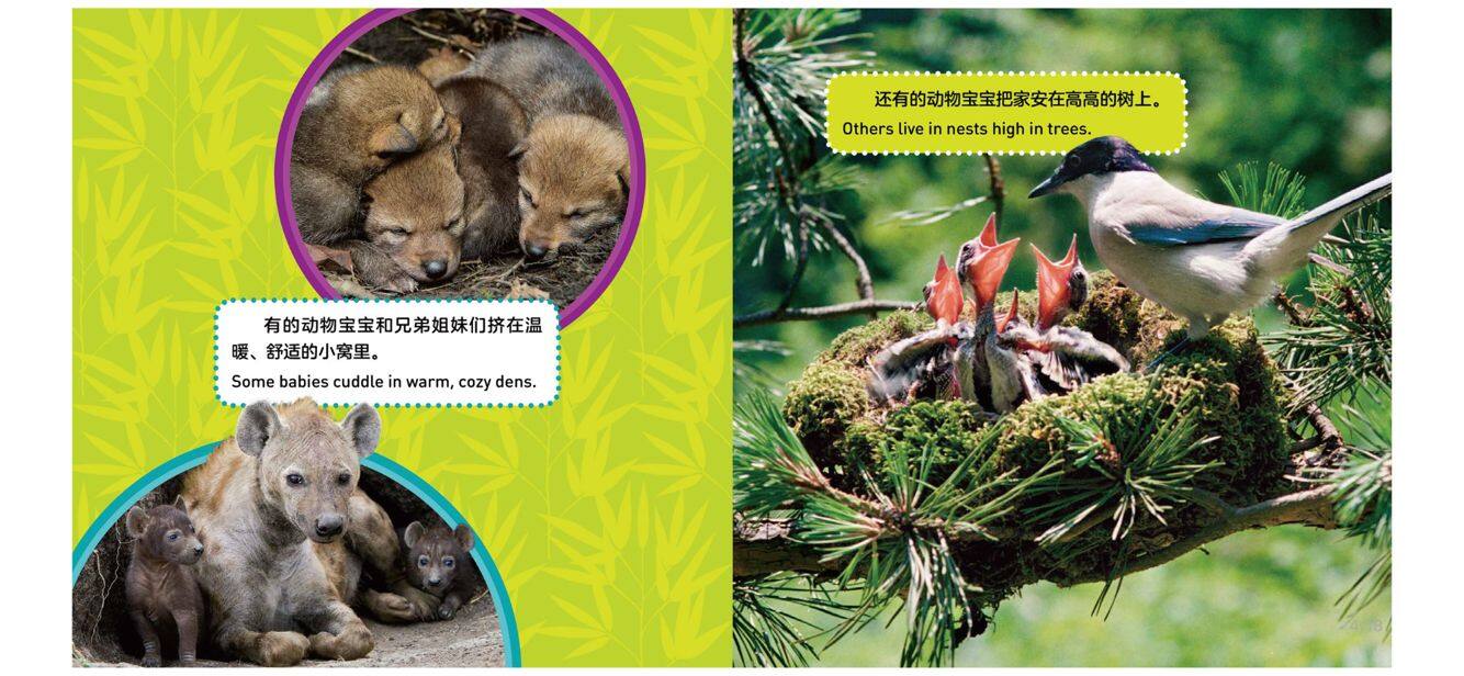 动物宝宝绘本故事第4页