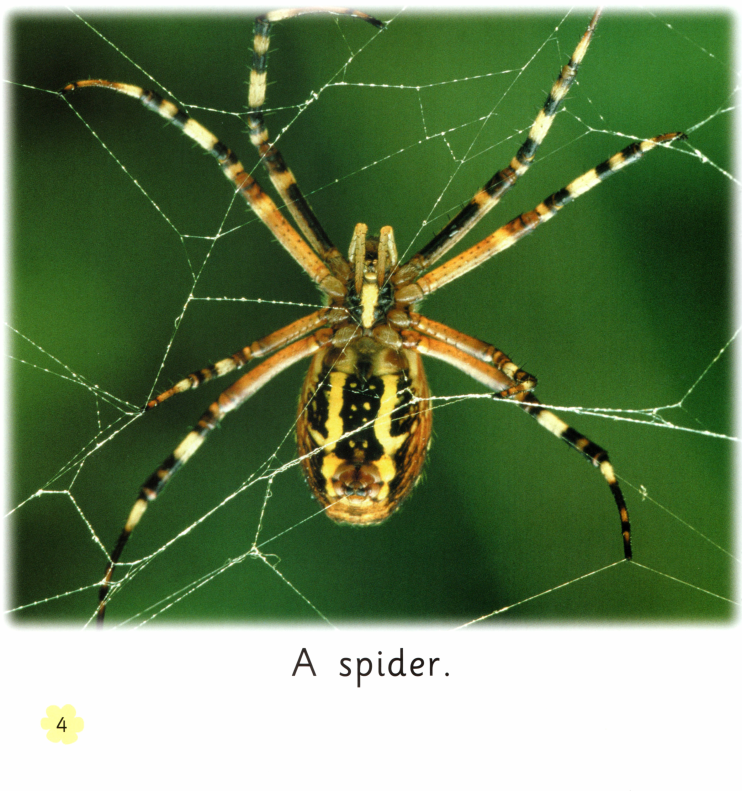 Minibeasts绘本故事第4页