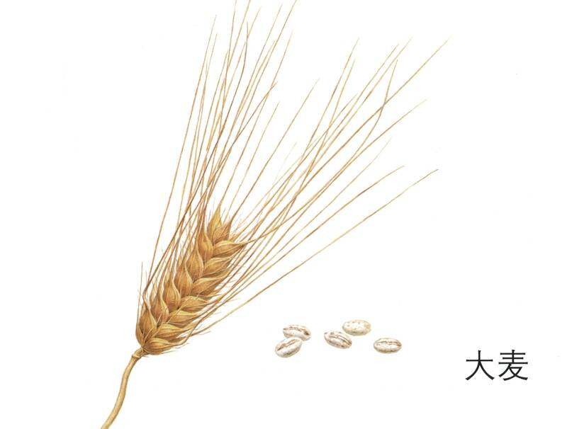 七只青蛙藏在哪儿绘本故事第3页