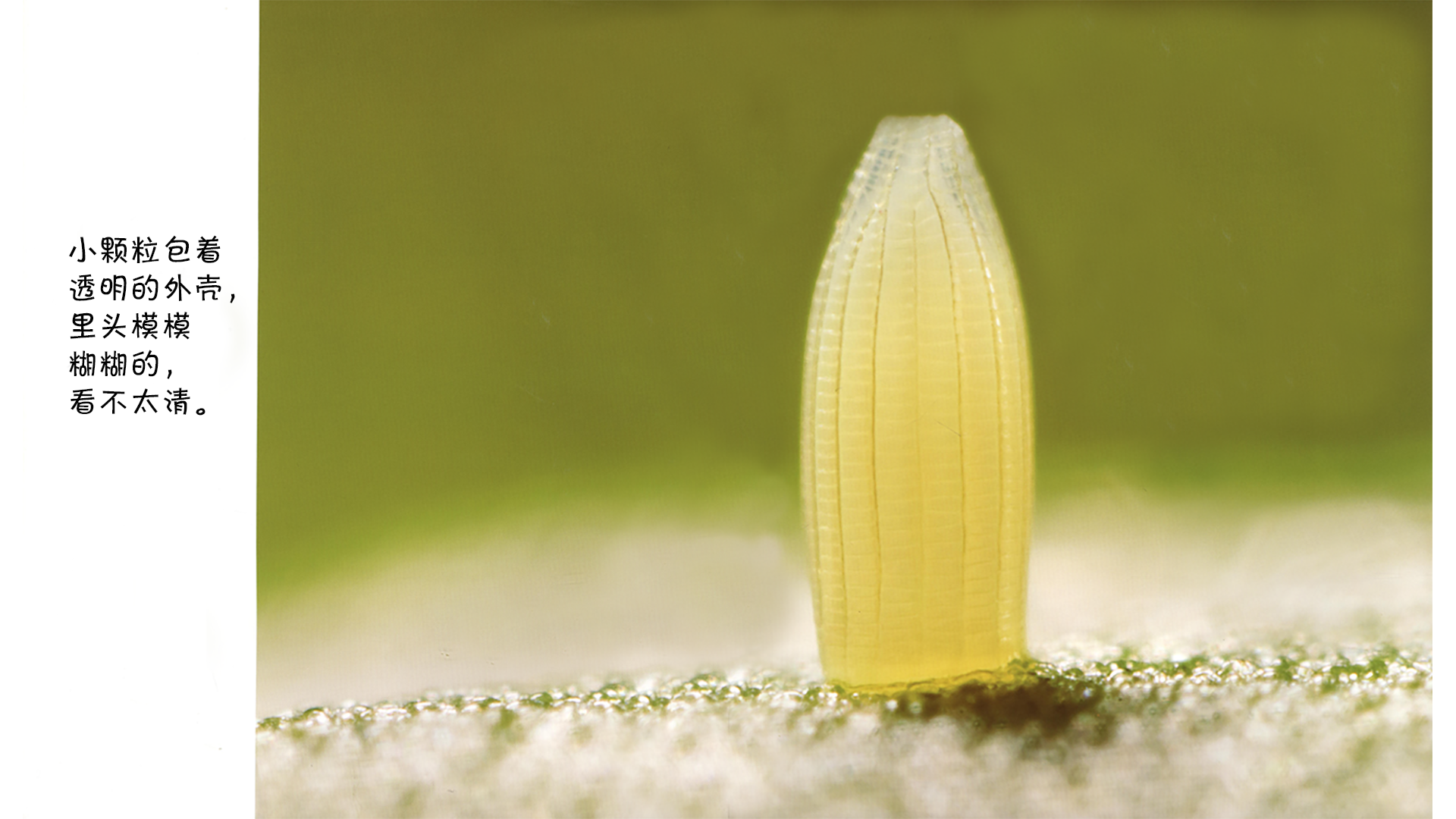 诞生了！菜粉蝶绘本故事第5页