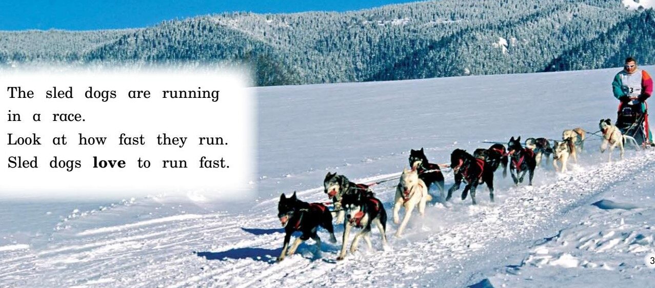 All About Sled Dogs绘本故事第3页