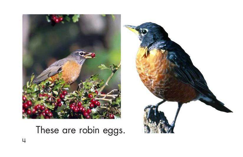 Whose Eggs Are These绘本故事第4页