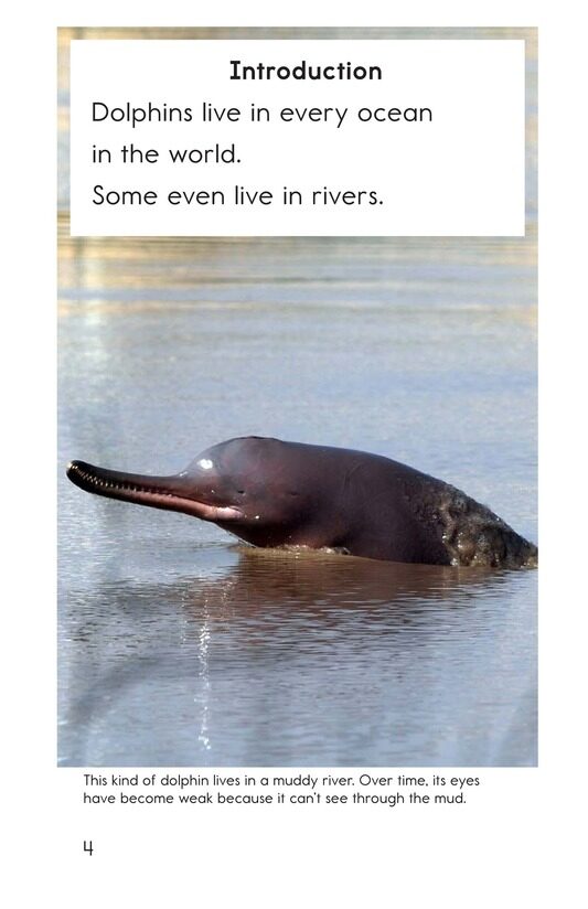 Dolphins绘本故事第3页