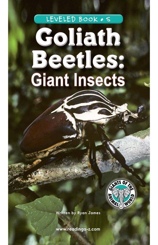 Goliath Beetles Giant Insects绘本故事第2页