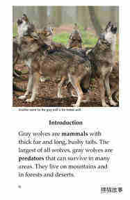 The Gray Wolf绘本故事第3页