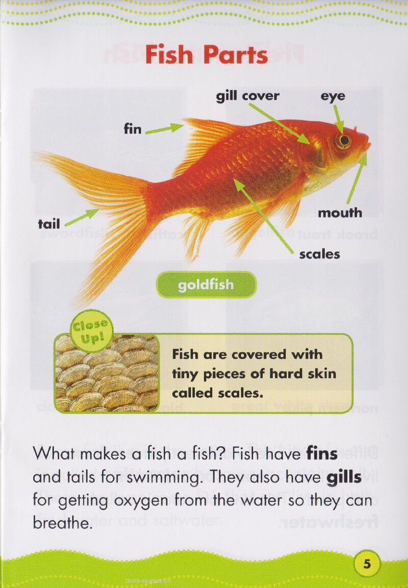 Fantastic Fish绘本故事第4页